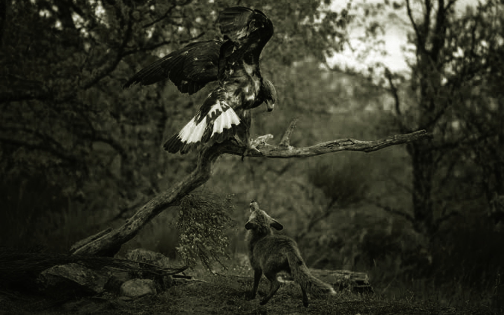 Mahābhārata – Episode 95 – The Eagle-Fox Conversation (Part 2)